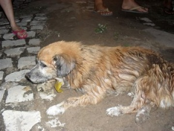 Cadastracão - Cachorro morre após ser espancado por homem em Apodi, RN